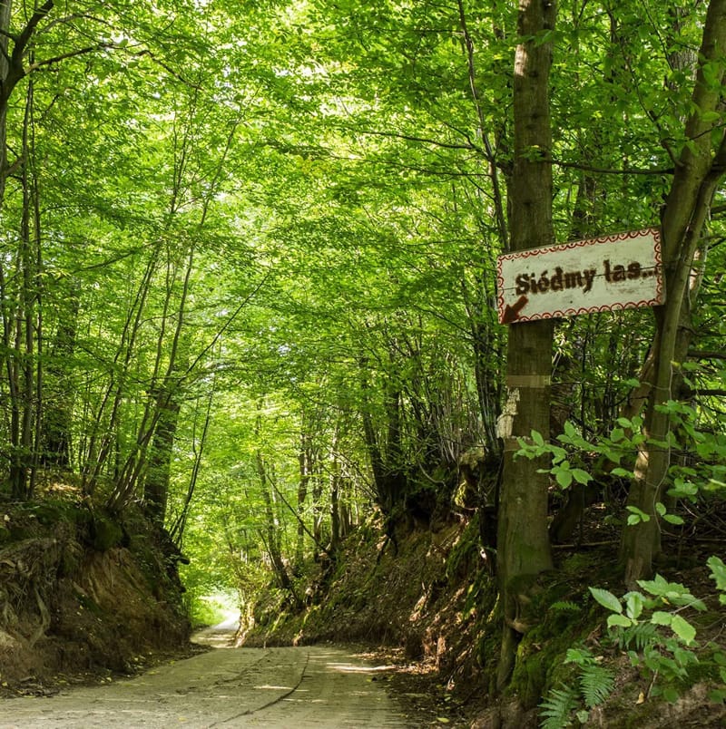 Wyjazd firmowy w Siódmym Lesie - malownicze wąwozy Kazimierskiego Parku Krajobrazowego.